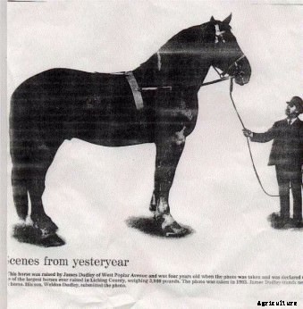 Behold: The Biggest Horses in the World!