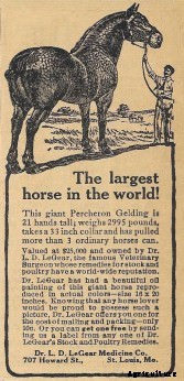 Behold: The Biggest Horses in the World!