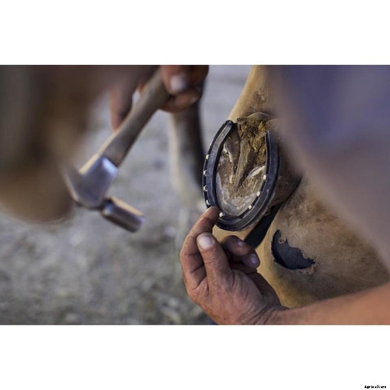 Meet Modern Farmer’s Guest Instagrammer: Agrarian Photographer Stephen Smith