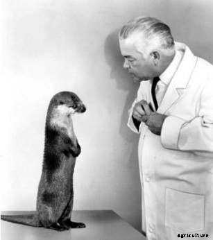 The Weird History of Dancing Chickens at Amusement Parks