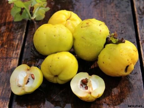 Bored with Apples? Try One of These 7 Delicious Rare Cousins Instead