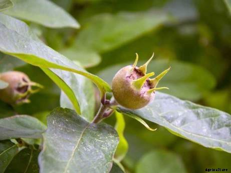 Bored with Apples? Try One of These 7 Delicious Rare Cousins Instead