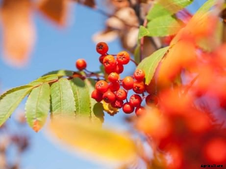 Bored with Apples? Try One of These 7 Delicious Rare Cousins Instead