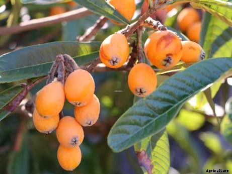 Bored with Apples? Try One of These 7 Delicious Rare Cousins Instead