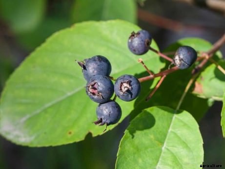 Bored with Apples? Try One of These 7 Delicious Rare Cousins Instead