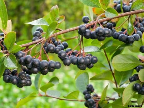 Bored with Apples? Try One of These 7 Delicious Rare Cousins Instead