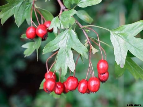 Bored with Apples? Try One of These 7 Delicious Rare Cousins Instead