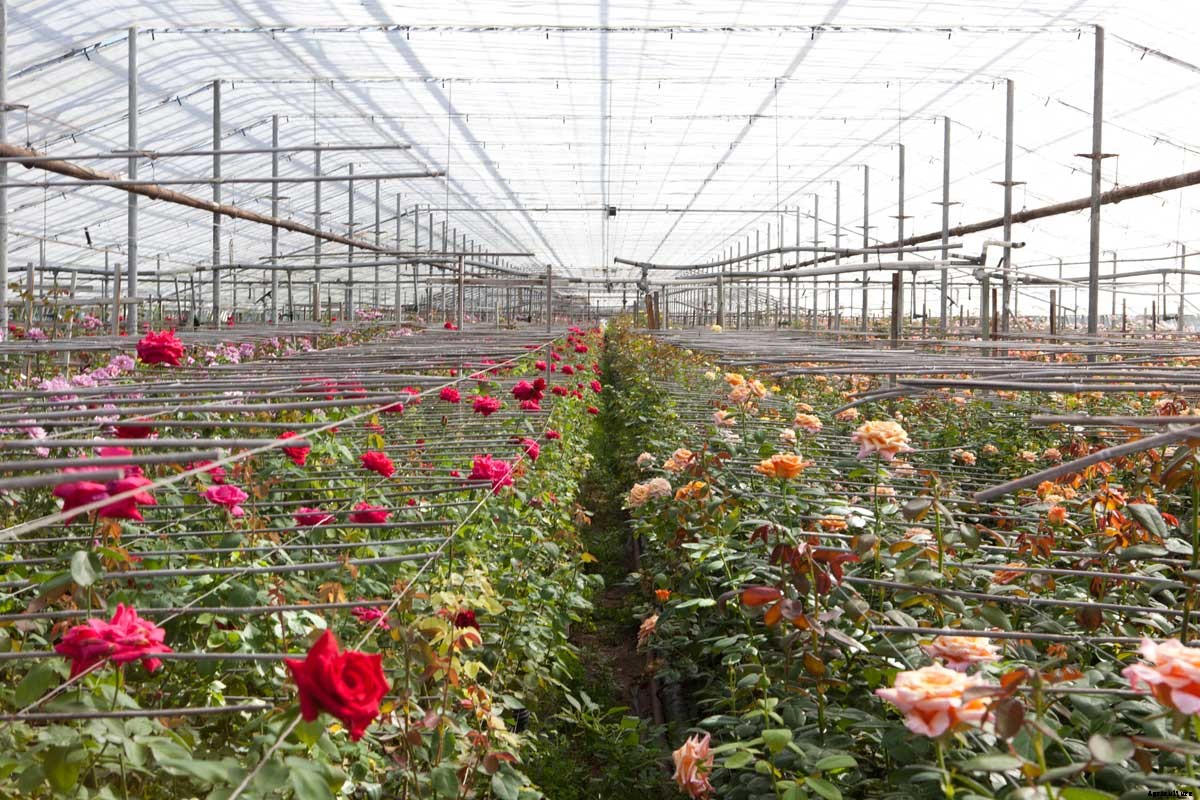 Roses for Autism: How a Farm was Saved and a Vital Need Filled