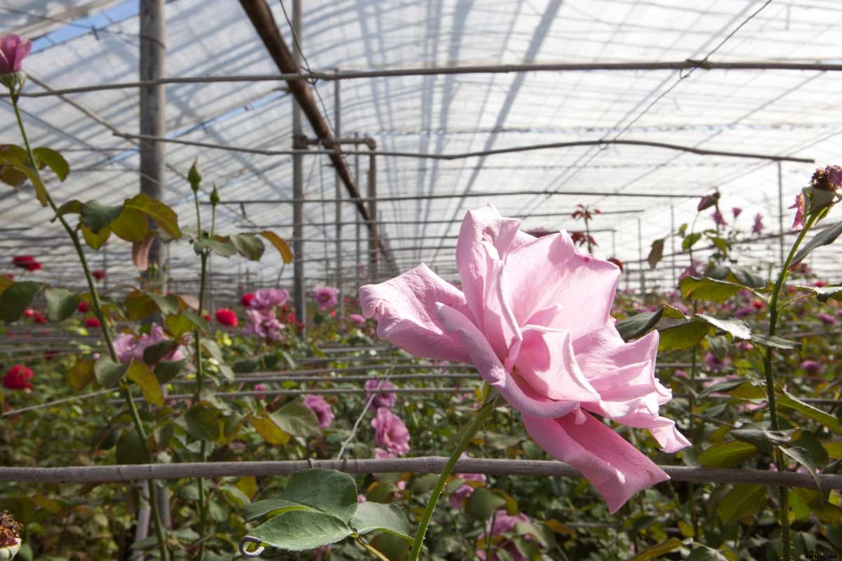 Roses for Autism: How a Farm was Saved and a Vital Need Filled