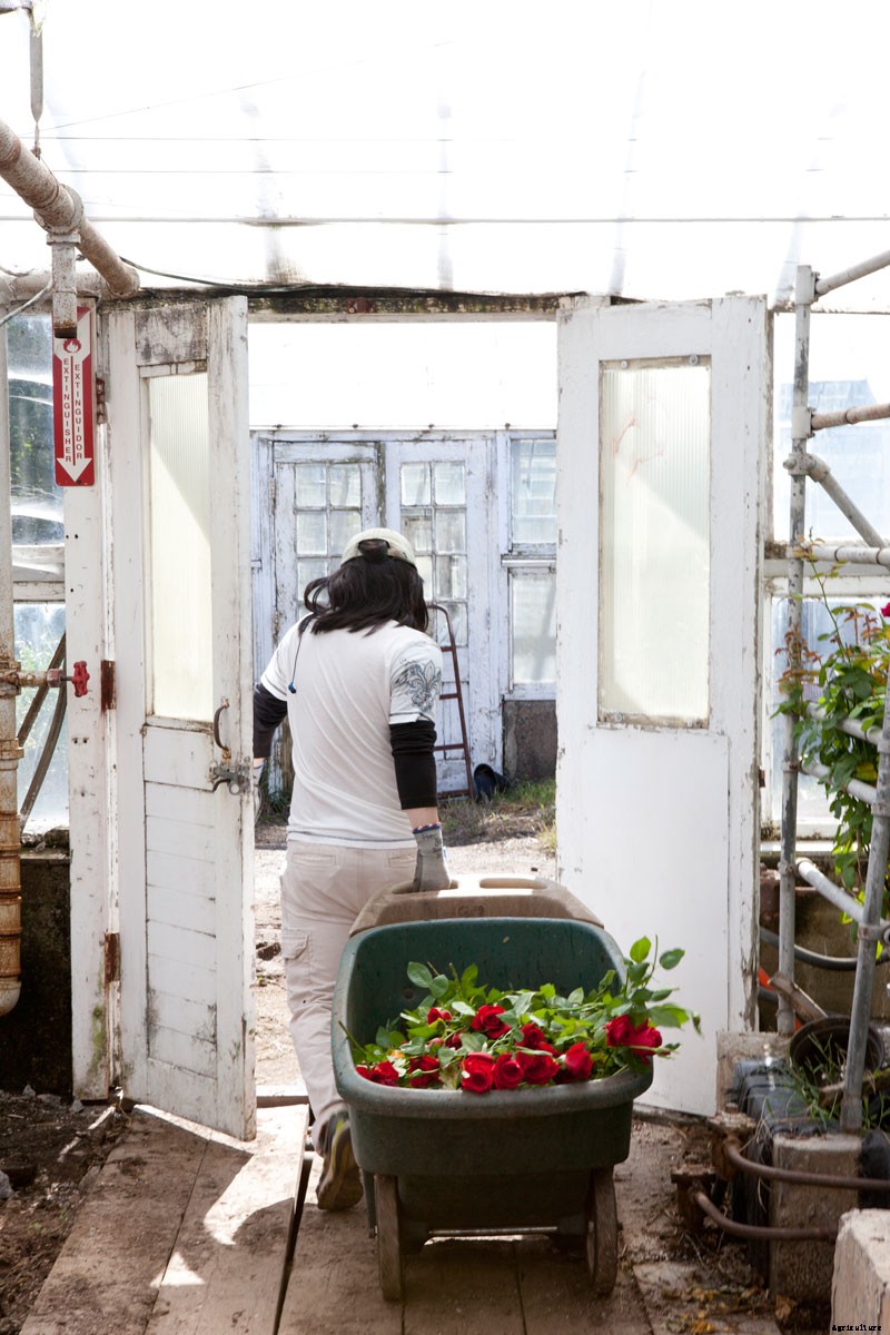 Roses for Autism: How a Farm was Saved and a Vital Need Filled