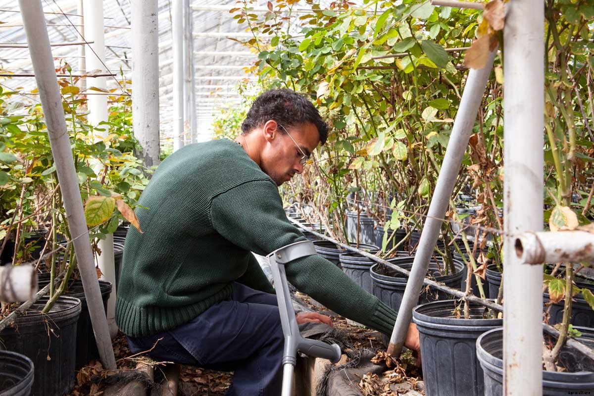 Roses for Autism: How a Farm was Saved and a Vital Need Filled