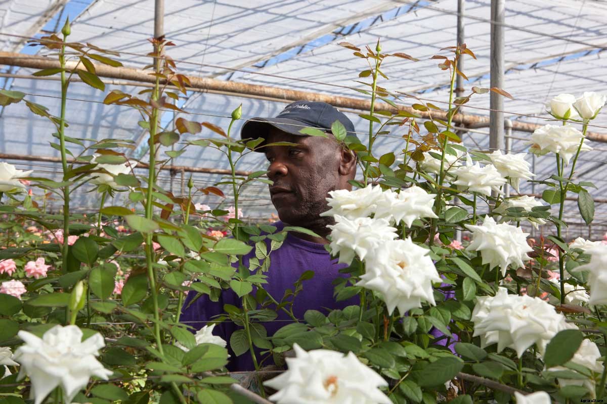 Roses for Autism: How a Farm was Saved and a Vital Need Filled