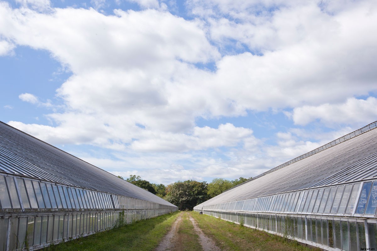 Roses for Autism: How a Farm was Saved and a Vital Need Filled