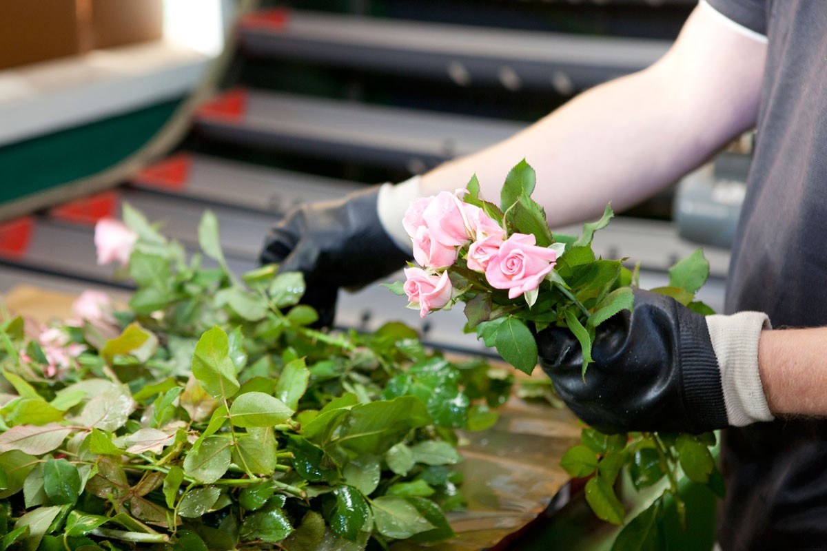 Roses for Autism: How a Farm was Saved and a Vital Need Filled