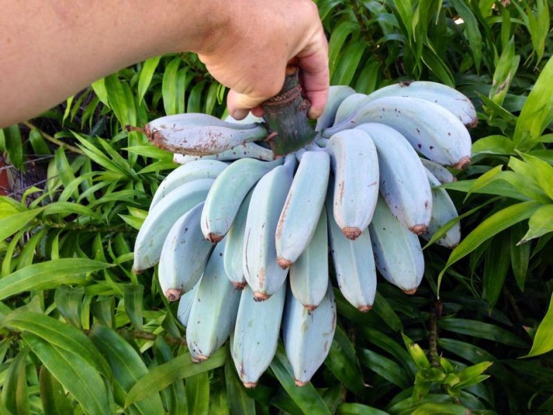 7 Fruits That Look Like One Thing, But Taste Like Another