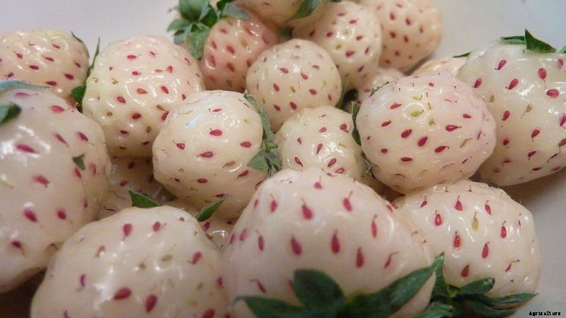 7 Fruits That Look Like One Thing, But Taste Like Another