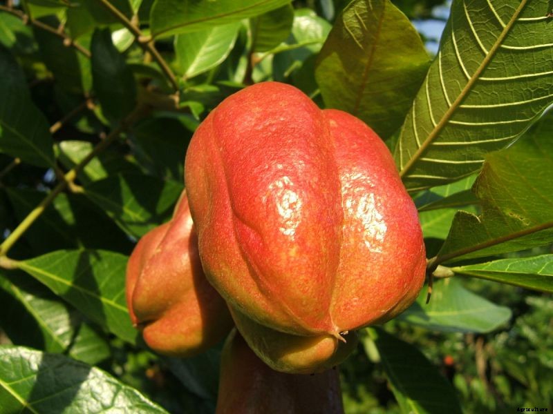7 Fruits That Look Like One Thing, But Taste Like Another