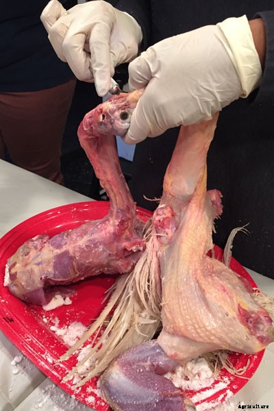 The Art of Taxidermy: What It’s Like to Immortalize a Chicken