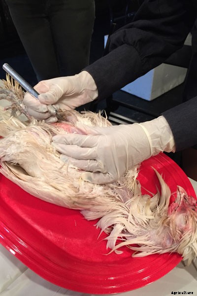 The Art of Taxidermy: What It’s Like to Immortalize a Chicken