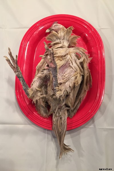 The Art of Taxidermy: What It’s Like to Immortalize a Chicken