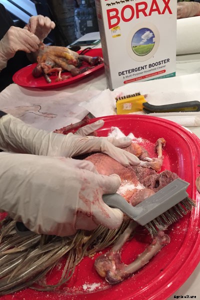 The Art of Taxidermy: What It’s Like to Immortalize a Chicken