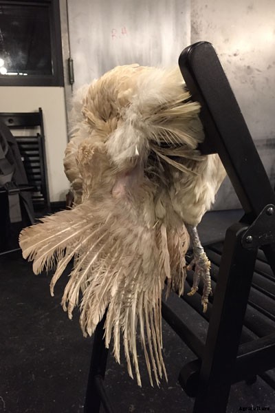 The Art of Taxidermy: What It’s Like to Immortalize a Chicken