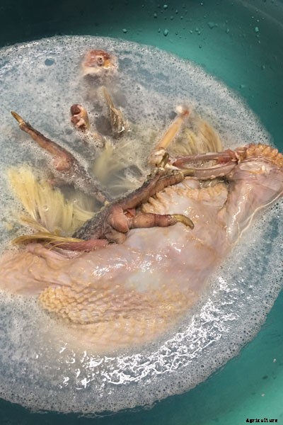 The Art of Taxidermy: What It’s Like to Immortalize a Chicken