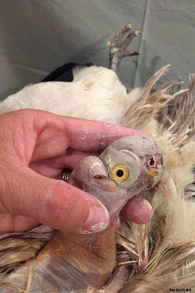 The Art of Taxidermy: What It’s Like to Immortalize a Chicken