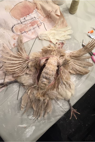 The Art of Taxidermy: What It’s Like to Immortalize a Chicken