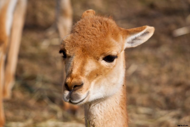 Where Do Alpacas Come From?
