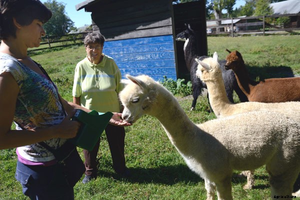 At This New Jersey Farm, Alpacas Help the Mentally Ill