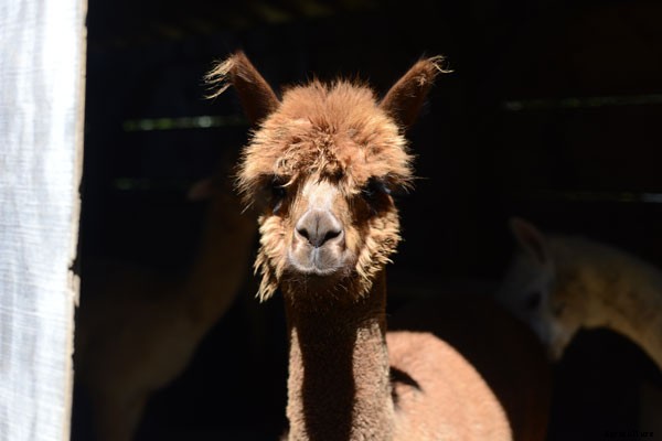 At This New Jersey Farm, Alpacas Help the Mentally Ill