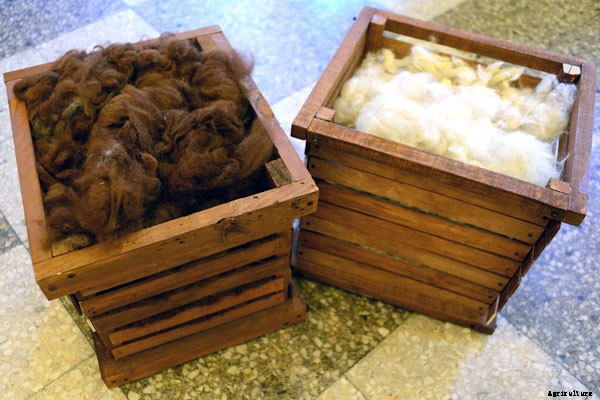 At This New Jersey Farm, Alpacas Help the Mentally Ill