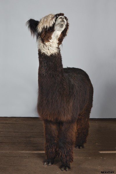 The Definitive Guide to Raising Alpacas