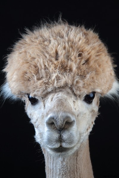 The Definitive Guide to Raising Alpacas