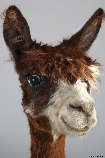 The Definitive Guide to Raising Alpacas