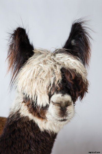 The Definitive Guide to Raising Alpacas