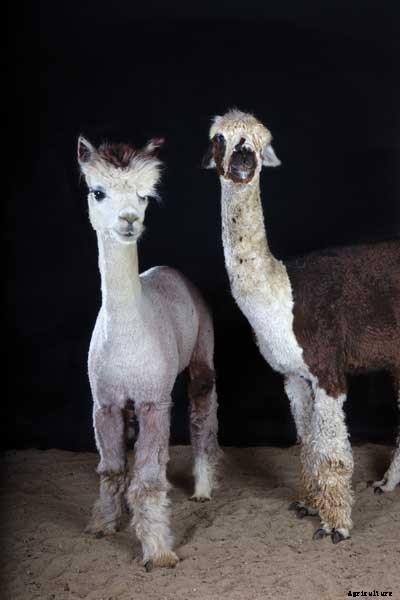 The Definitive Guide to Raising Alpacas