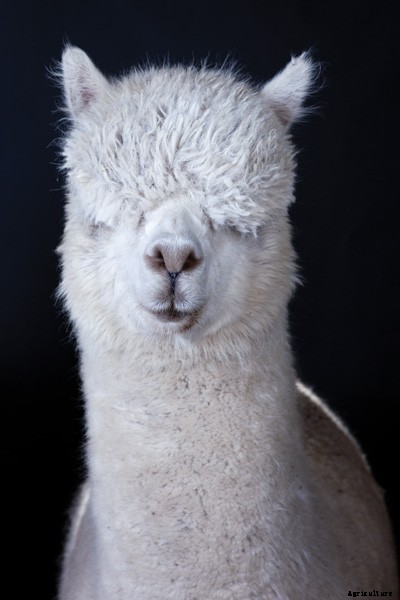 The Definitive Guide to Raising Alpacas