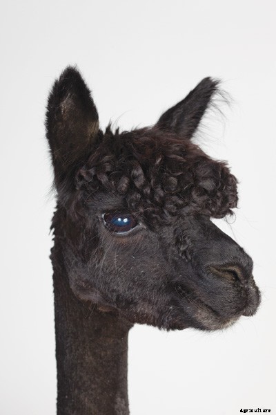 The Definitive Guide to Raising Alpacas