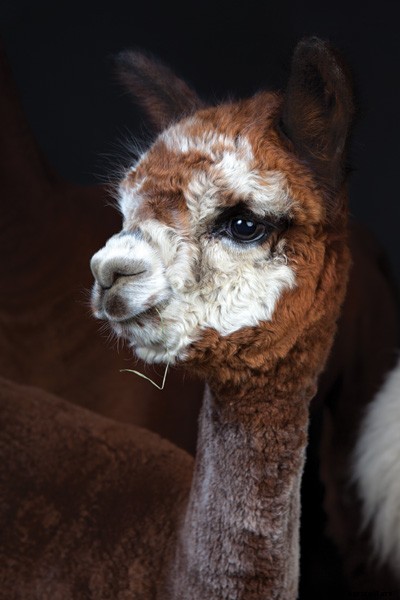 The Definitive Guide to Raising Alpacas