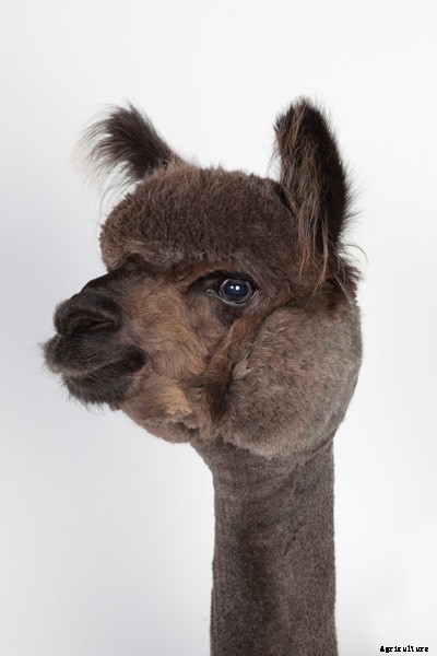 The Definitive Guide to Raising Alpacas