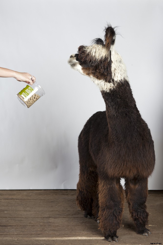 Meet Modern Farmer’s Guest Instagrammer: Aliza Eliazarov