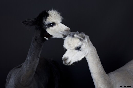 Meet Modern Farmer’s Guest Instagrammer: Aliza Eliazarov