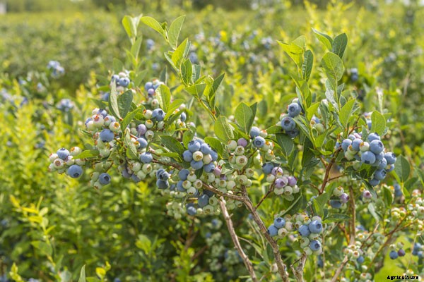 5 Ways to Landscape with Edible Plants this Fall