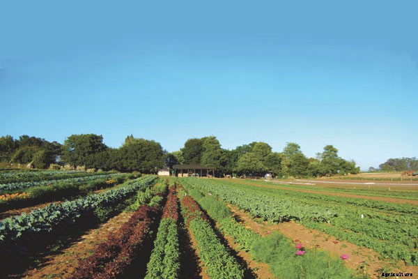 Meet Alan Chadwick, The High Priest of Hippie Horticulture