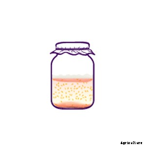 How to Grow Your Own Tomatoes, Part 6: Saving Seeds