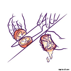 How to Grow Your Own Tomatoes, Part 6: Saving Seeds