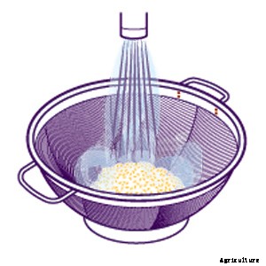 How to Grow Your Own Tomatoes, Part 6: Saving Seeds