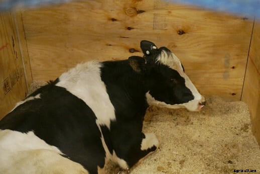 Pregnant Pygmy Goats and International Travel